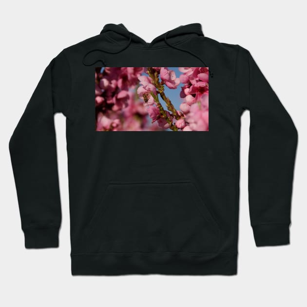 Busy as a Bee - Spring at Magpie Springs by Avril Thomas Hoodie by MagpieSprings